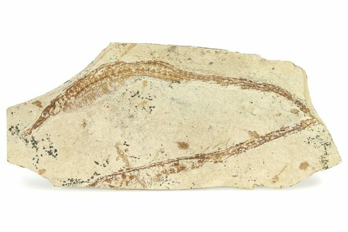 Fossil Pipefish (Hipposyngnathus) Plate - California #294309